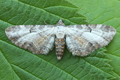 Eupithecia succenturiata