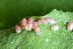 Eupithecia succenturiata