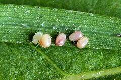 Eupithecia succenturiata
