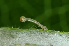 Eupithecia succenturiata