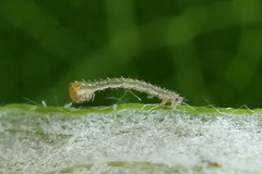 Eupithecia succenturiata