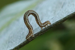 Eupithecia succenturiata