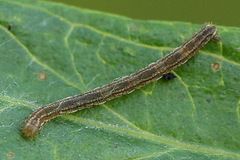 Eupithecia succenturiata