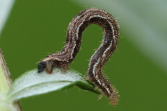 Eupithecia succenturiata