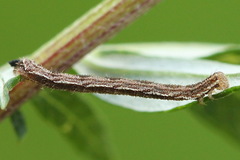 Eupithecia succenturiata