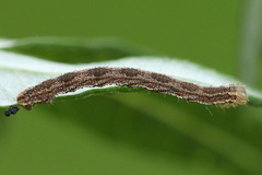 Eupithecia succenturiata
