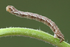 Eupithecia succenturiata