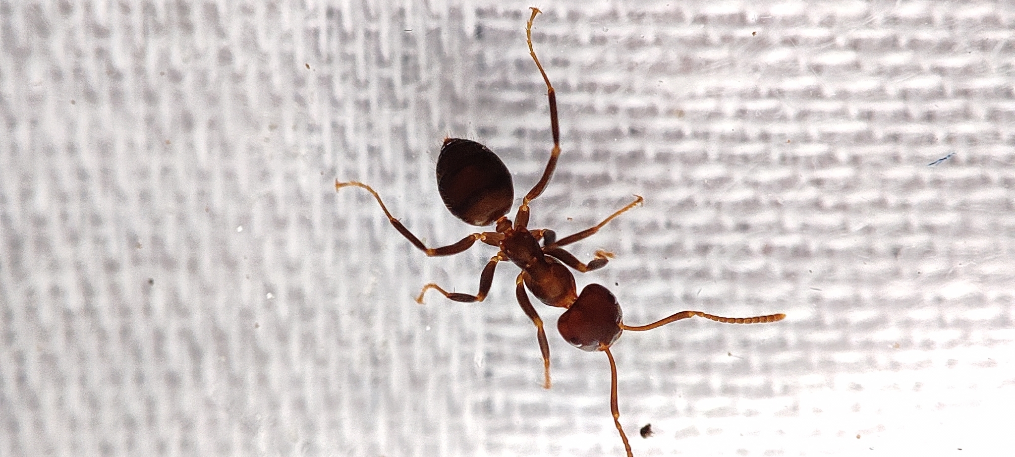 Lasius magnus