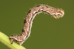 Eupithecia succenturiata