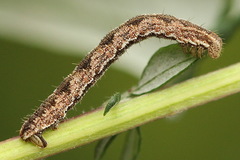 Eupithecia succenturiata