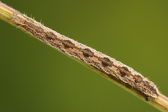 Eupithecia succenturiata