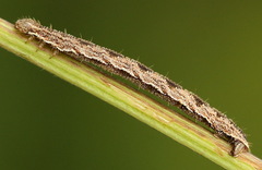 Eupithecia succenturiata