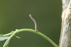 Eupithecia succenturiata