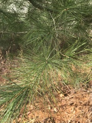 Pinus strobus
