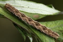 Eupithecia succenturiata