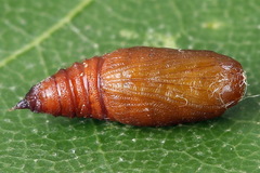 Eupithecia succenturiata