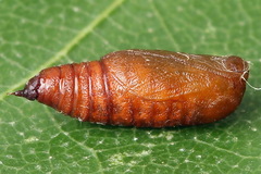 Eupithecia succenturiata