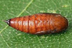 Eupithecia succenturiata