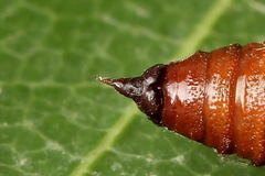 Eupithecia succenturiata