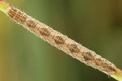 Eupithecia succenturiata