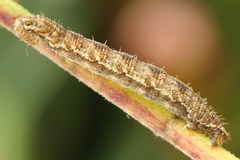 Eupithecia succenturiata