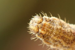 Eupithecia succenturiata