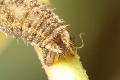 Eupithecia succenturiata