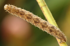 Eupithecia succenturiata