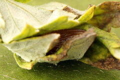 Eupithecia succenturiata