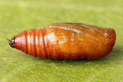 Eupithecia succenturiata