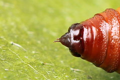 Eupithecia succenturiata