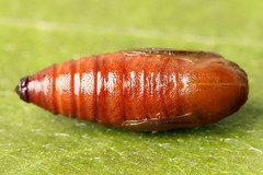 Eupithecia succenturiata
