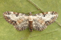 Eupithecia succenturiata