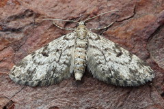 Eupithecia tantillaria