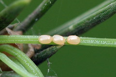 Eupithecia tantillaria