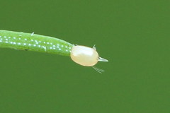 Eupithecia tantillaria