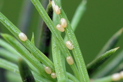 Eupithecia tantillaria