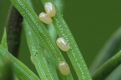 Eupithecia tantillaria