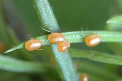 Eupithecia tantillaria