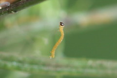 Eupithecia tantillaria