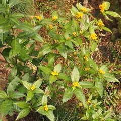 Sarcandra glabra flava