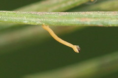 Eupithecia tantillaria