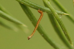 Eupithecia tantillaria