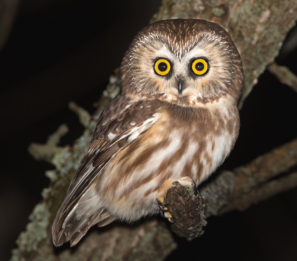 Northern Saw-whet Owl (Aegolius acadicus) · iNaturalist Canada