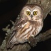 Northern Saw-whet Owl - Photo (c) kevinwallace, some rights reserved (CC BY-NC), uploaded by kevinwallace