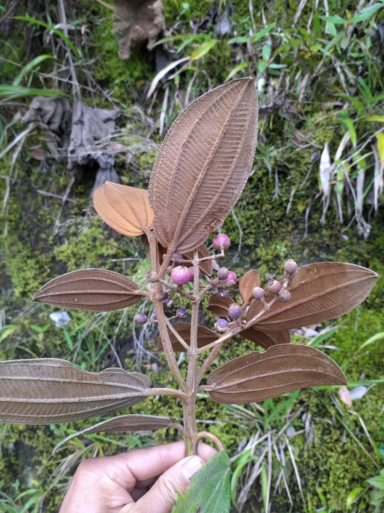 Miconia lithophila (Rock Miconia, Pepa de Oso)