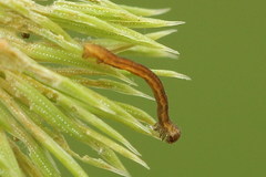 Eupithecia tantillaria