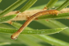 Eupithecia tantillaria