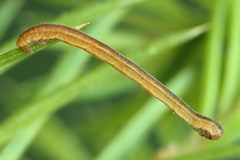 Eupithecia tantillaria