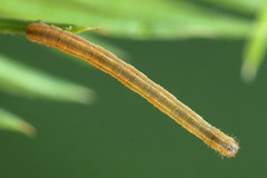 Eupithecia tantillaria